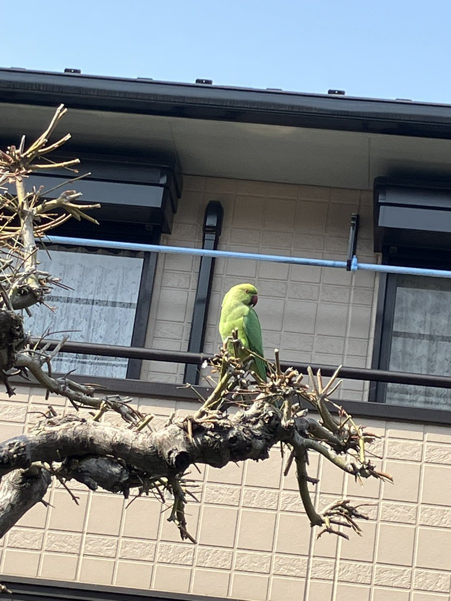 宮坂 洋生 tweet media