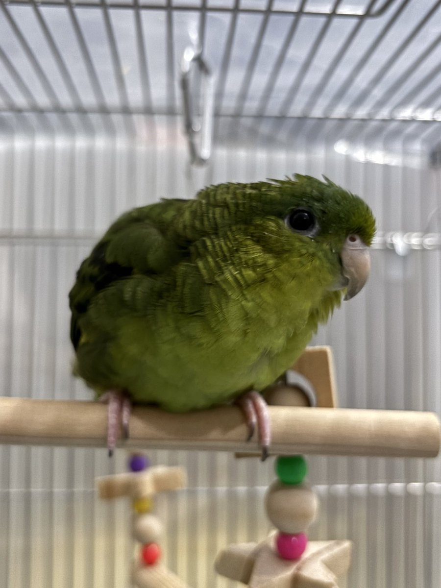 ﾚﾓﾏﾏ🍋( ●⁰⊖⁰●) 𓂋𓇋𓅓𓍯𓅓𓄿𓅓𓄿 tweet media