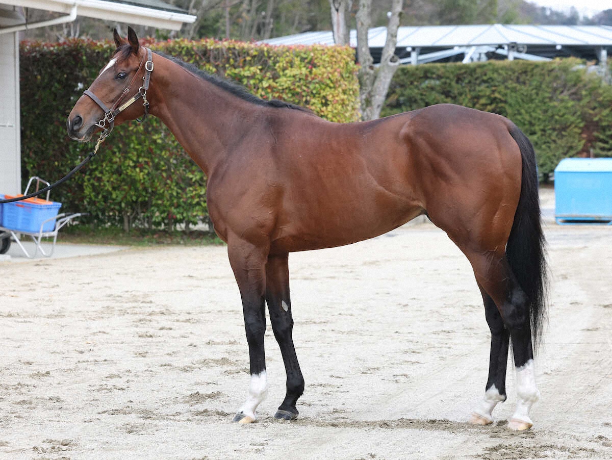 WIN!競馬_総合【公式】 tweet media