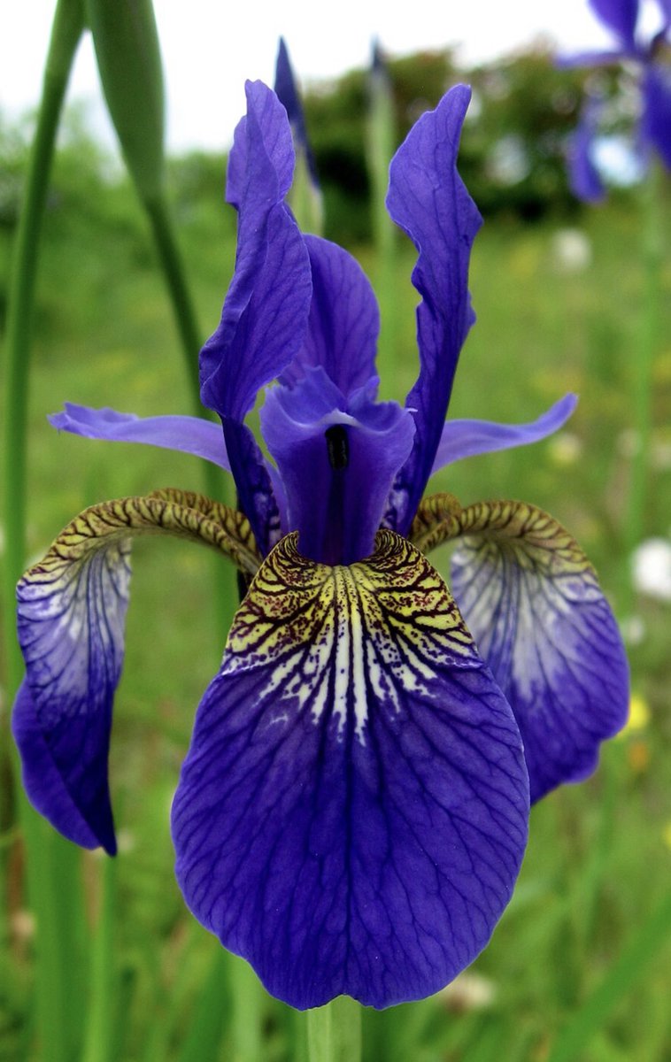 🌸こむぎ🌸 tweet media