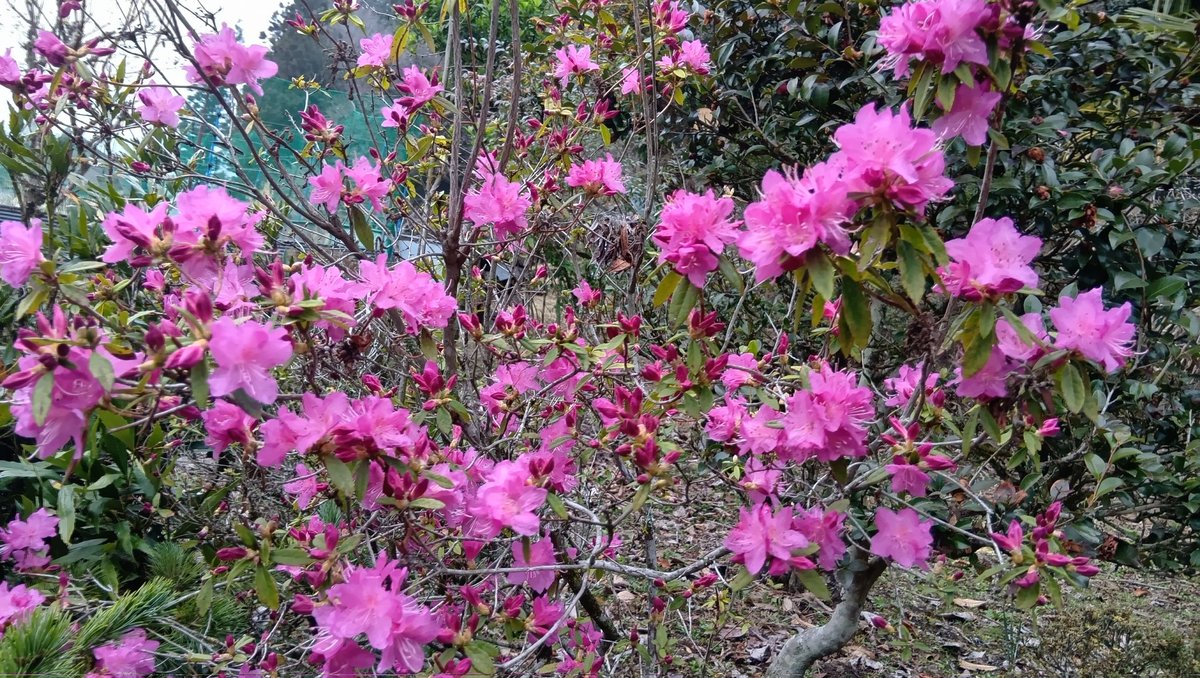 暇歩輪(かぶりん) tweet media