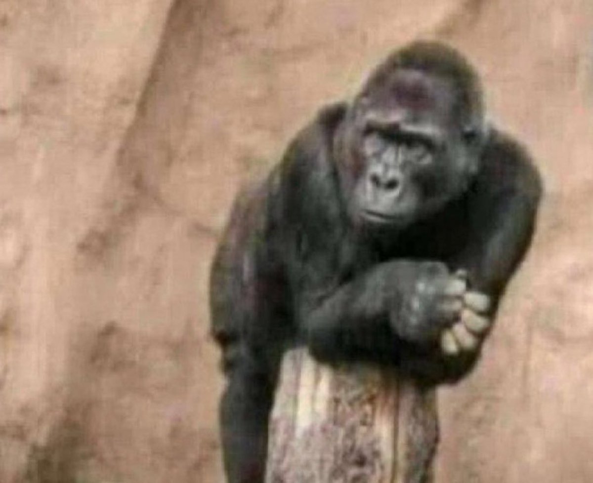“Pamwe pacho unombofunga kutiza but kwekutizira hapana”😭
