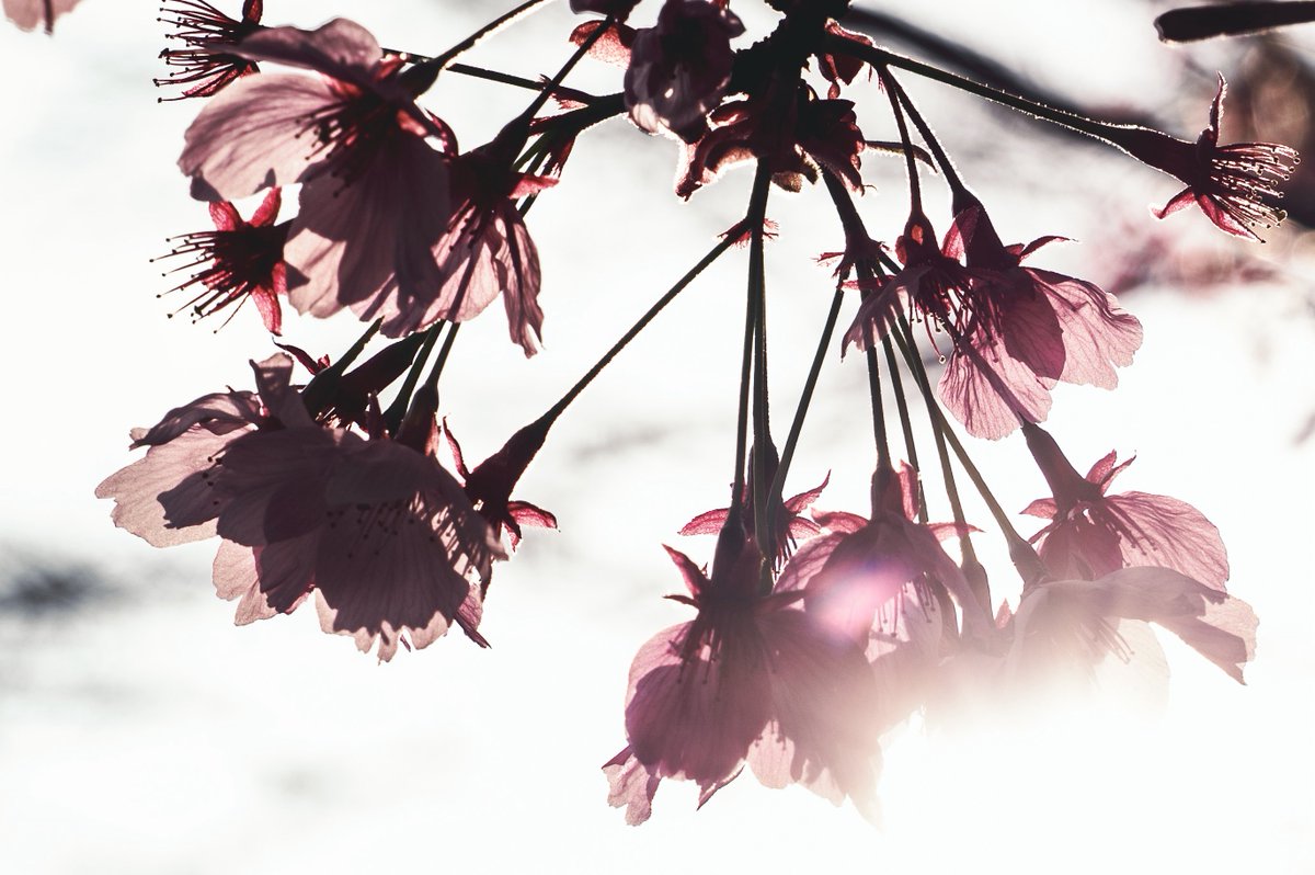 夜にコーヒーが飲みたい tweet media