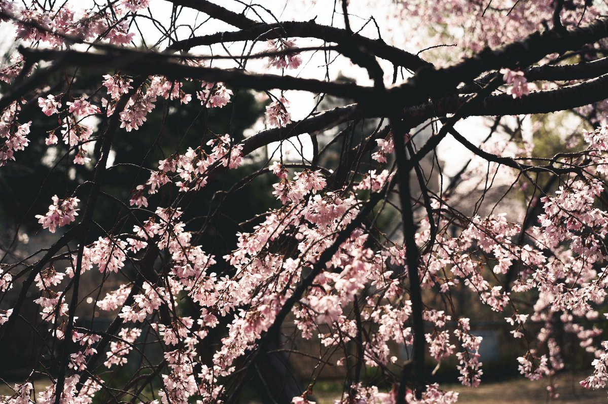 夜にコーヒーが飲みたい tweet media