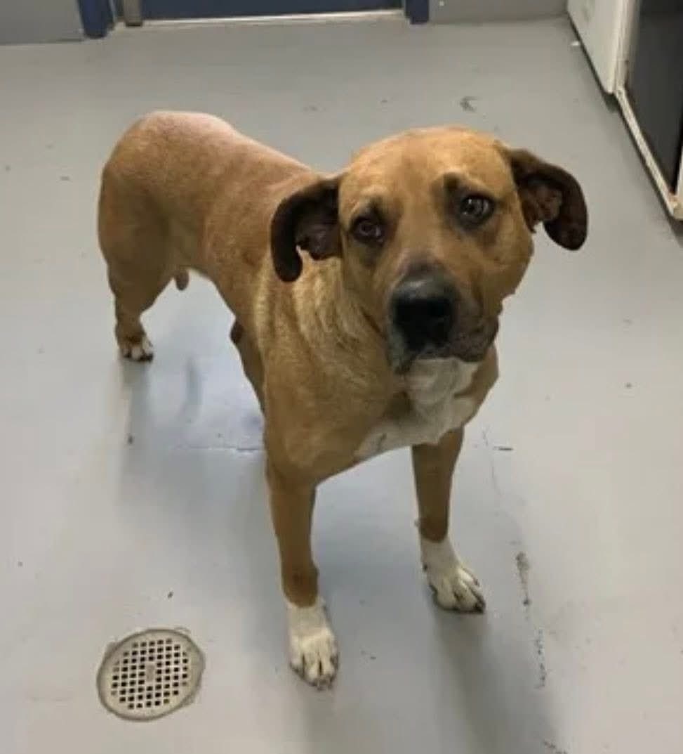 Lisa Brabson. tweet media