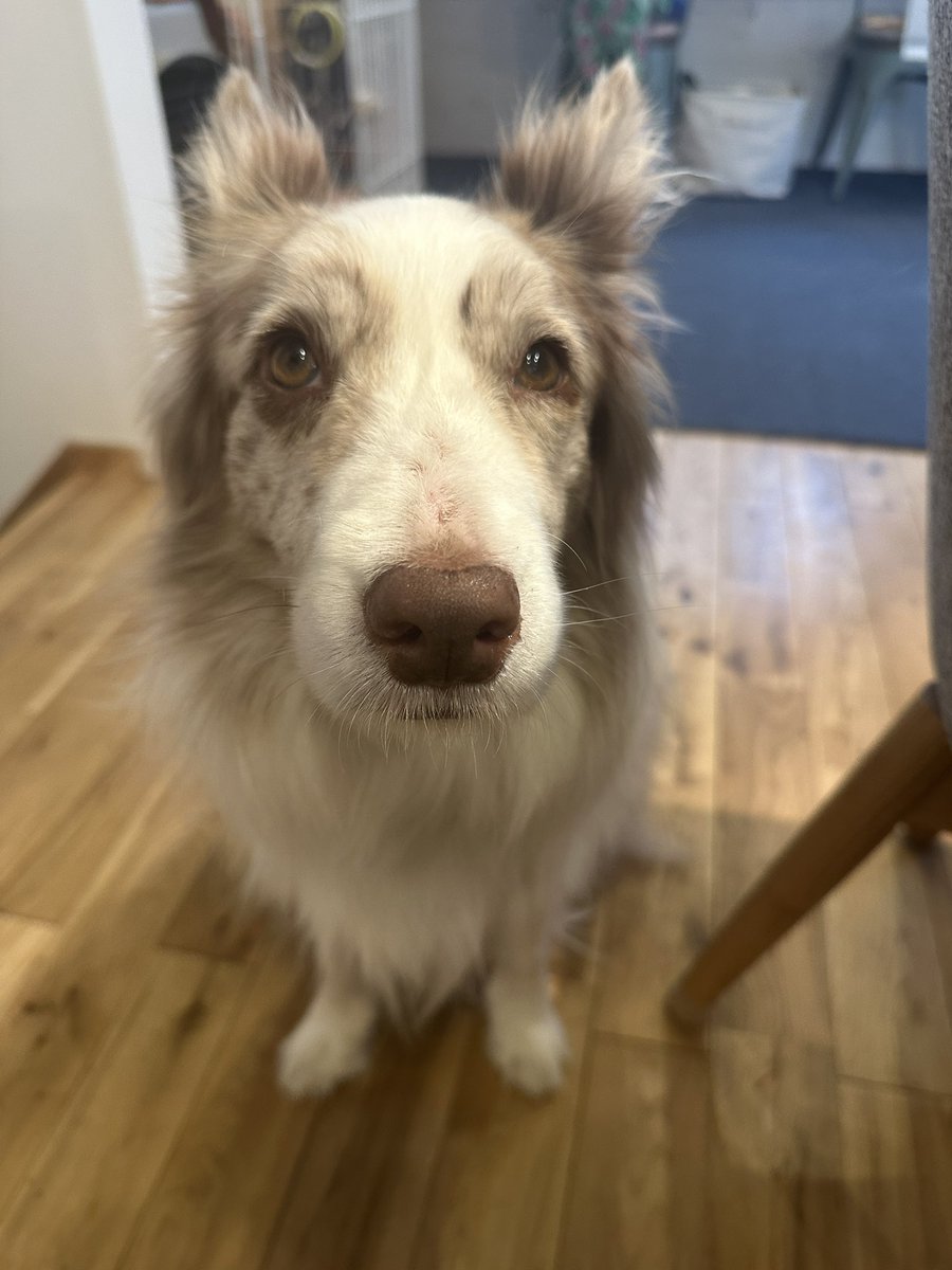 くまごろう tweet media