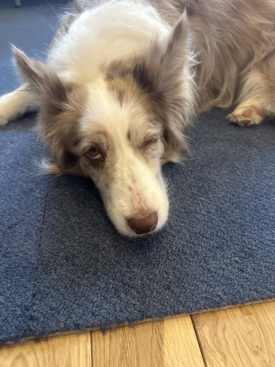 くまごろう tweet media