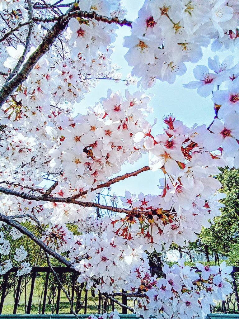 岩崎良子 tweet media