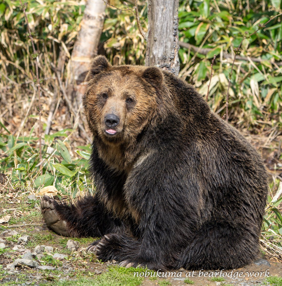 のぶクマ🐻羆と香辛料 tweet media
