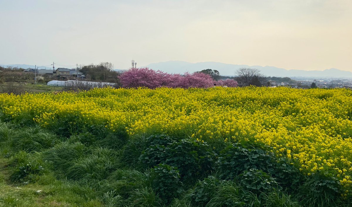 yatchan50's tweet photo. 今日は雨だけど、先週末に春を満喫してきました。

明日から新年度。
あちこち痛いけどw可愛い子どもたちの笑顔と泣き声に癒されながらお仕事頑張りましょ。 https://t.co/y70ixFTiZA