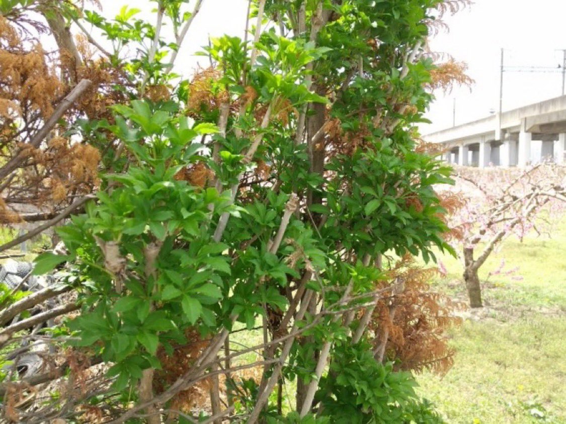 NAGANO Times🌟長野県のご当地名物に光あれ tweet media