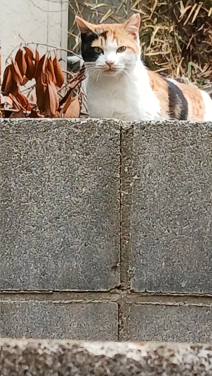 さだまさき tweet media