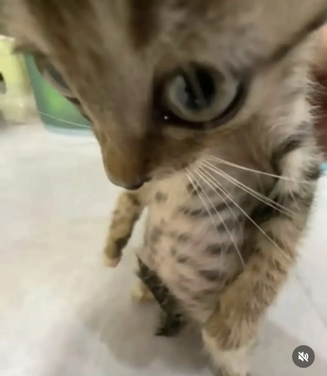 Kitttyy :3 tweet media