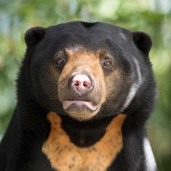 helio tha bwear tweet media