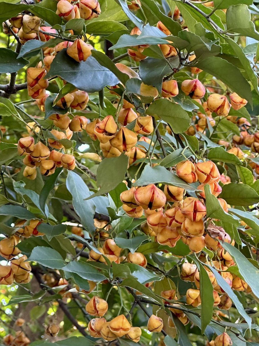 sjyszm's tweet image. ヒゼンマユミ(肥前真弓)
九州に自生する常緑高木。秋冬に熟す四角い実は、マユミのピンクに対して、黄色。覗く種子は赤い。ニシキギ科ニシキギ属。
(Euonymus chibae) #fruit #plants