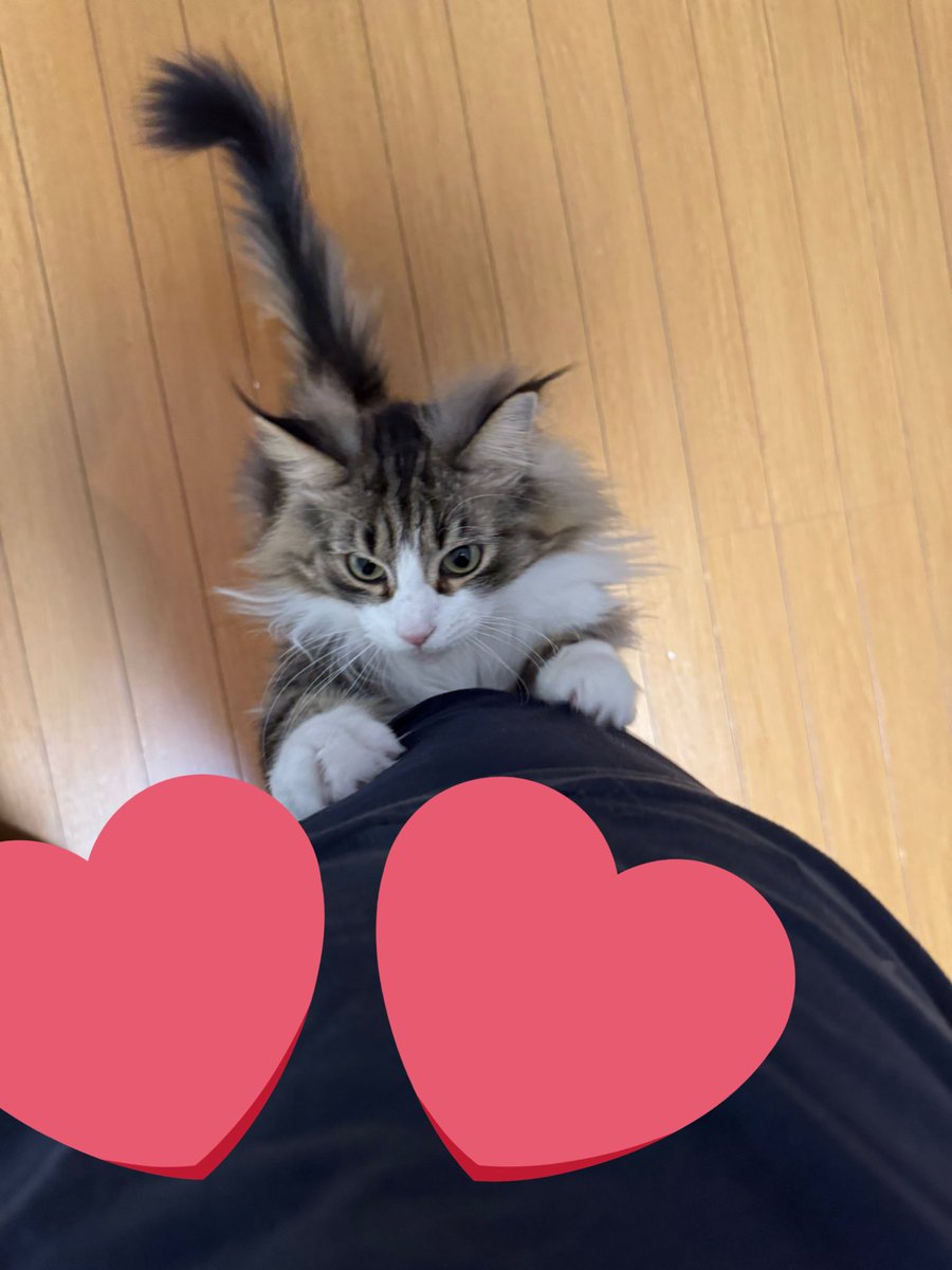 いりえもん tweet media