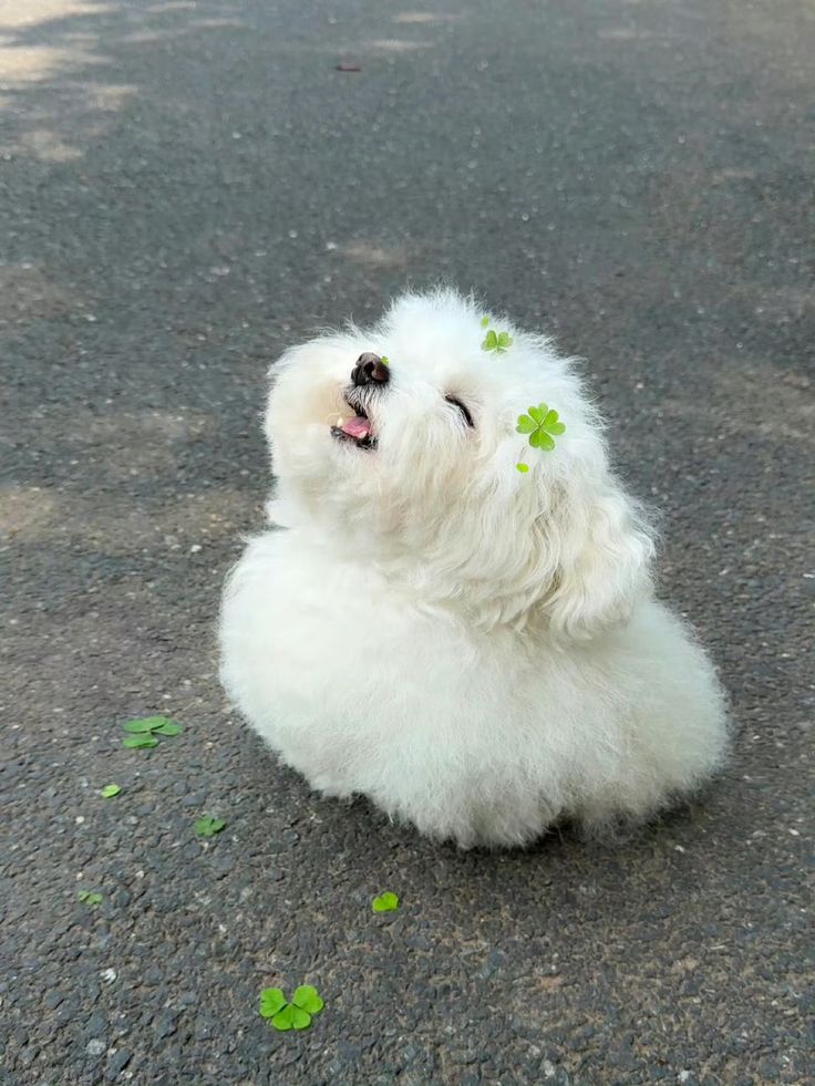 chosingbok🕯️ tweet media