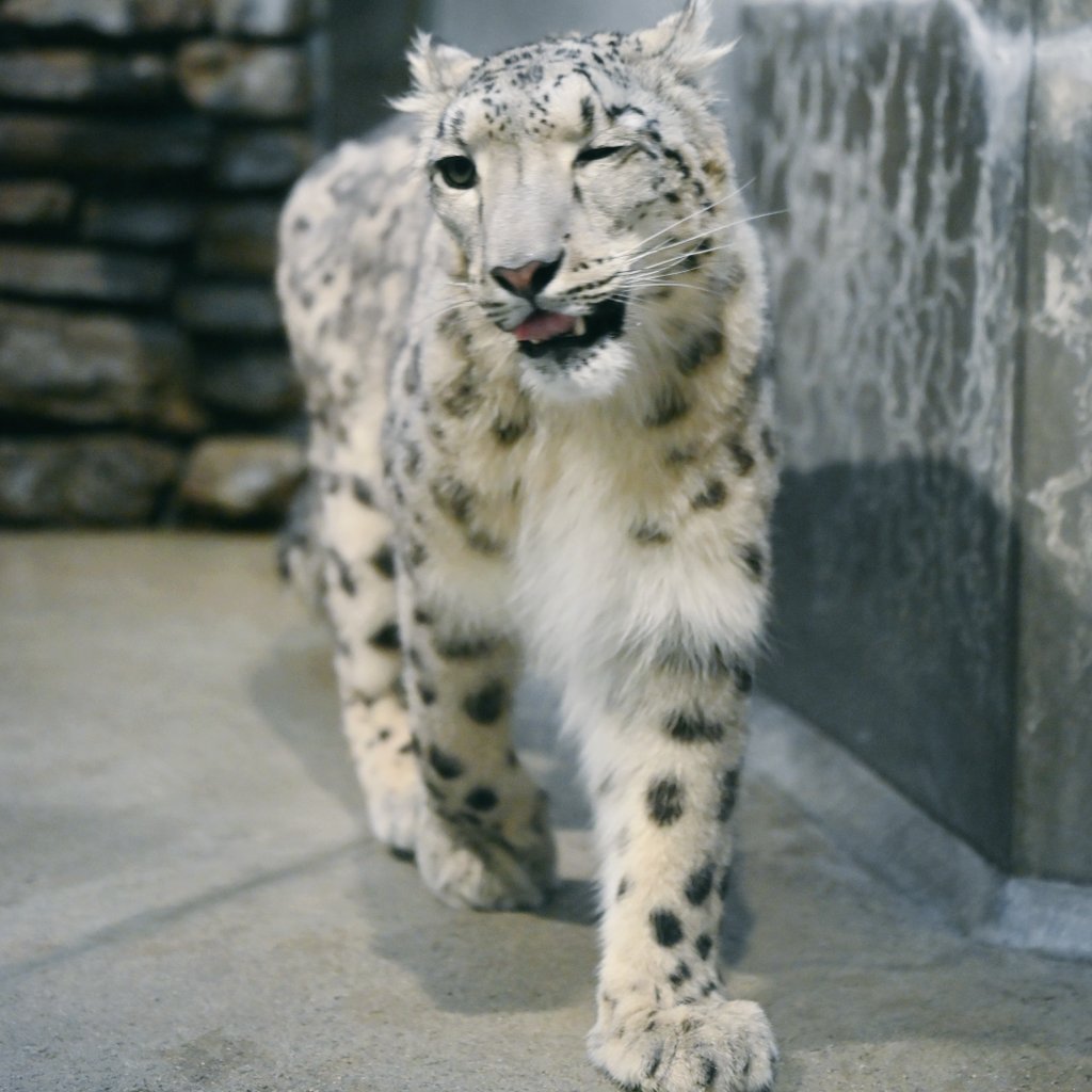 かのん@ぐんまにぃさん tweet media