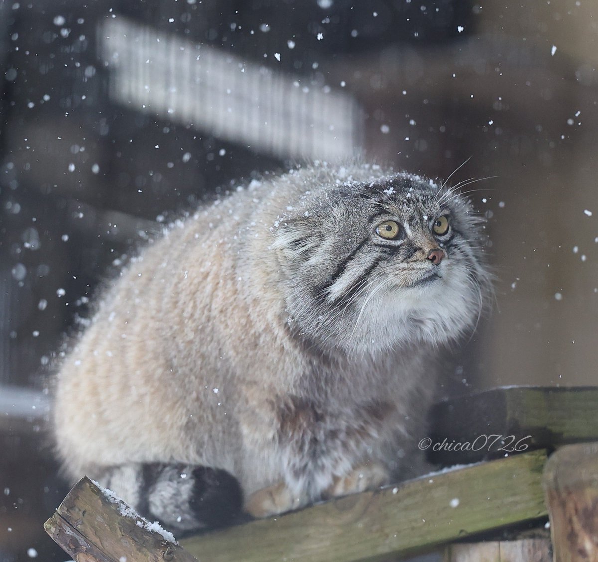 chica0726-cats&animals tweet media