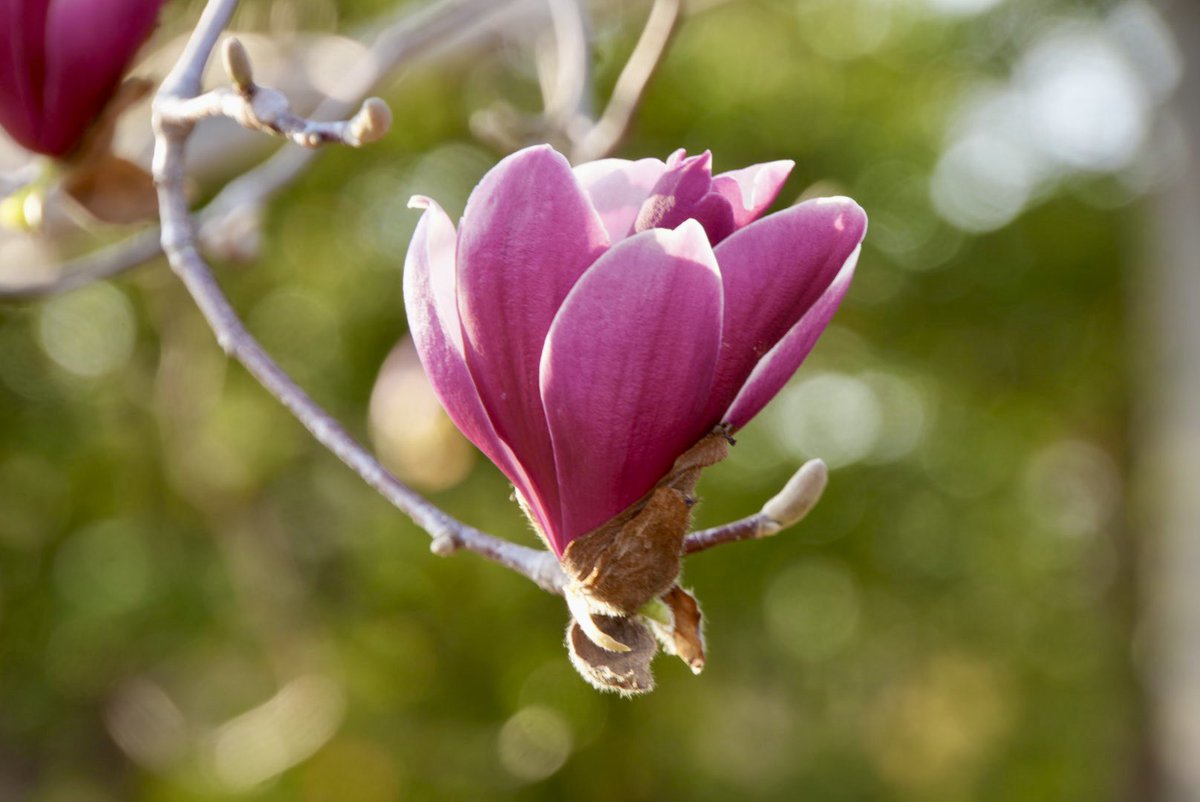 emo(えもちゃん) 企業公式応援 tweet media