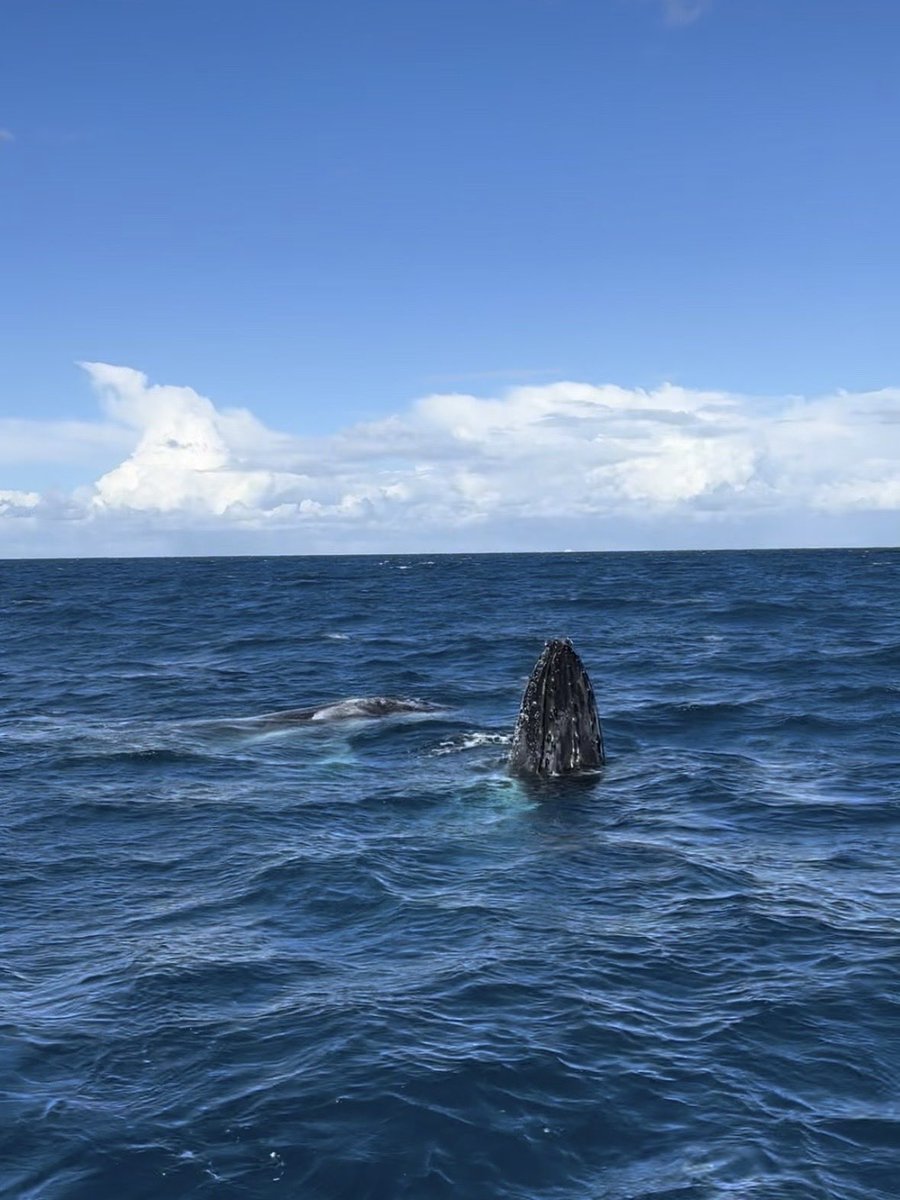 Coraline tweet media