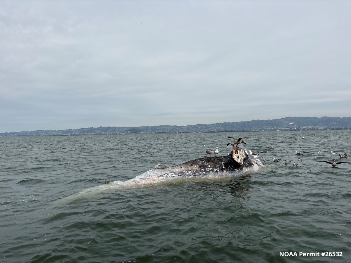 The Marine Mammal Center tweet media