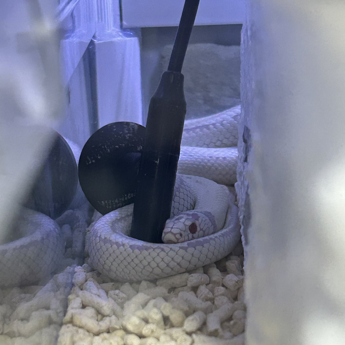 のぢ𓆙ིྀ tweet media