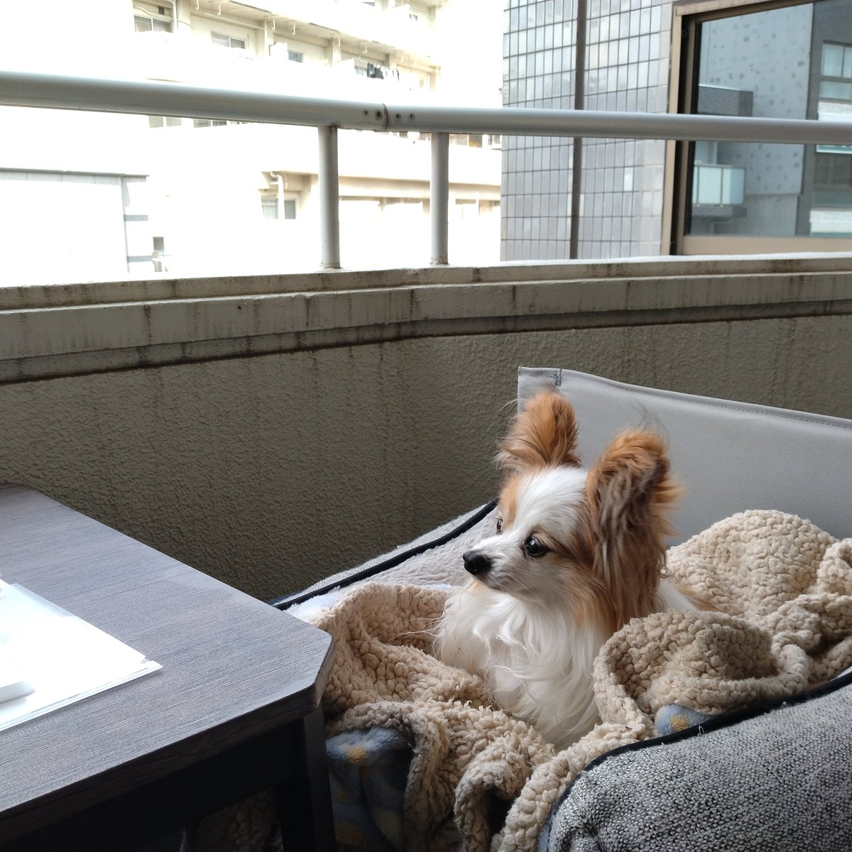 あお♂パピヨン2.3kg（さくらい社労士FP事務所のスタッフ🐶） tweet media