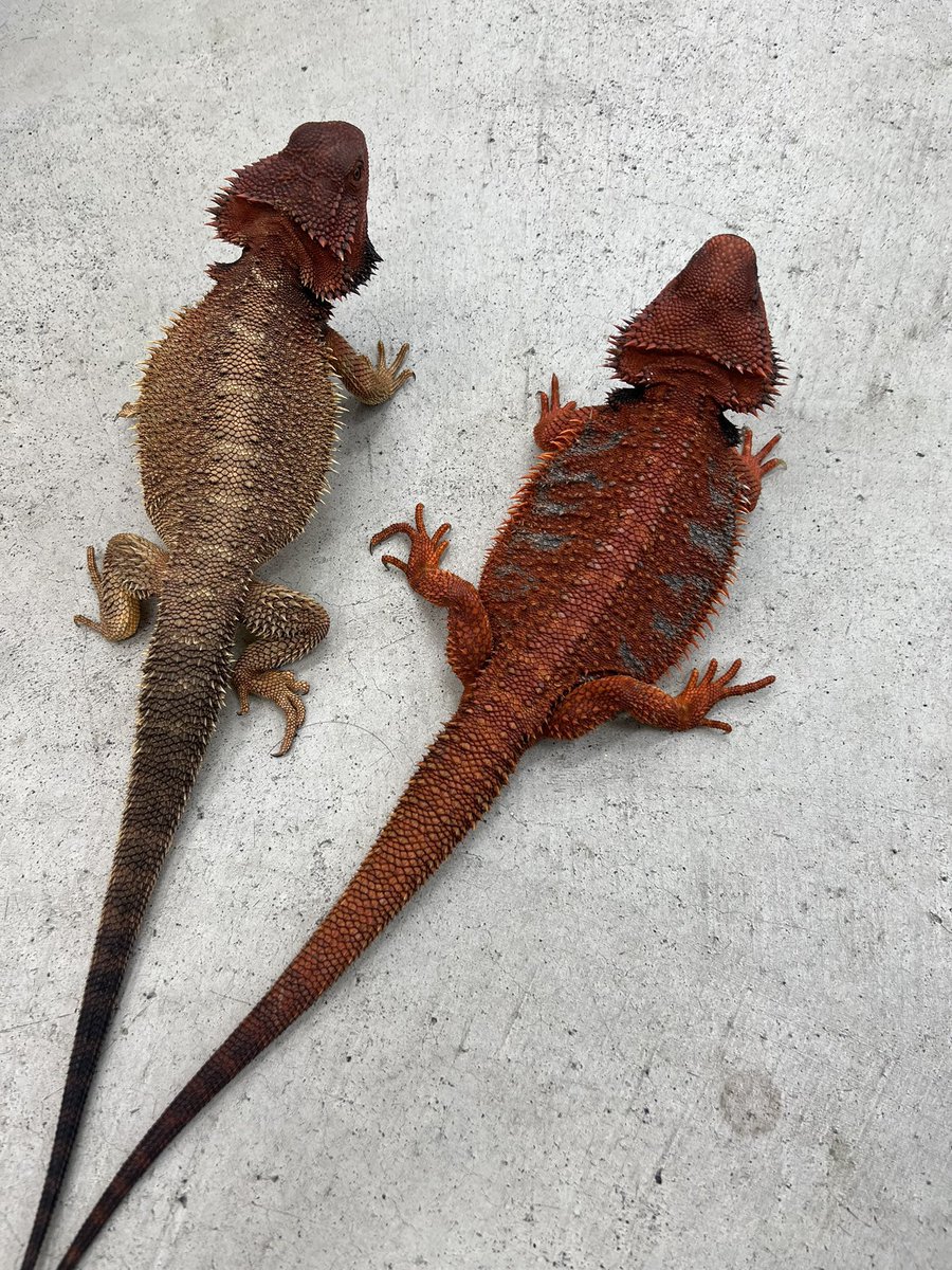 JHスタッフ tweet media