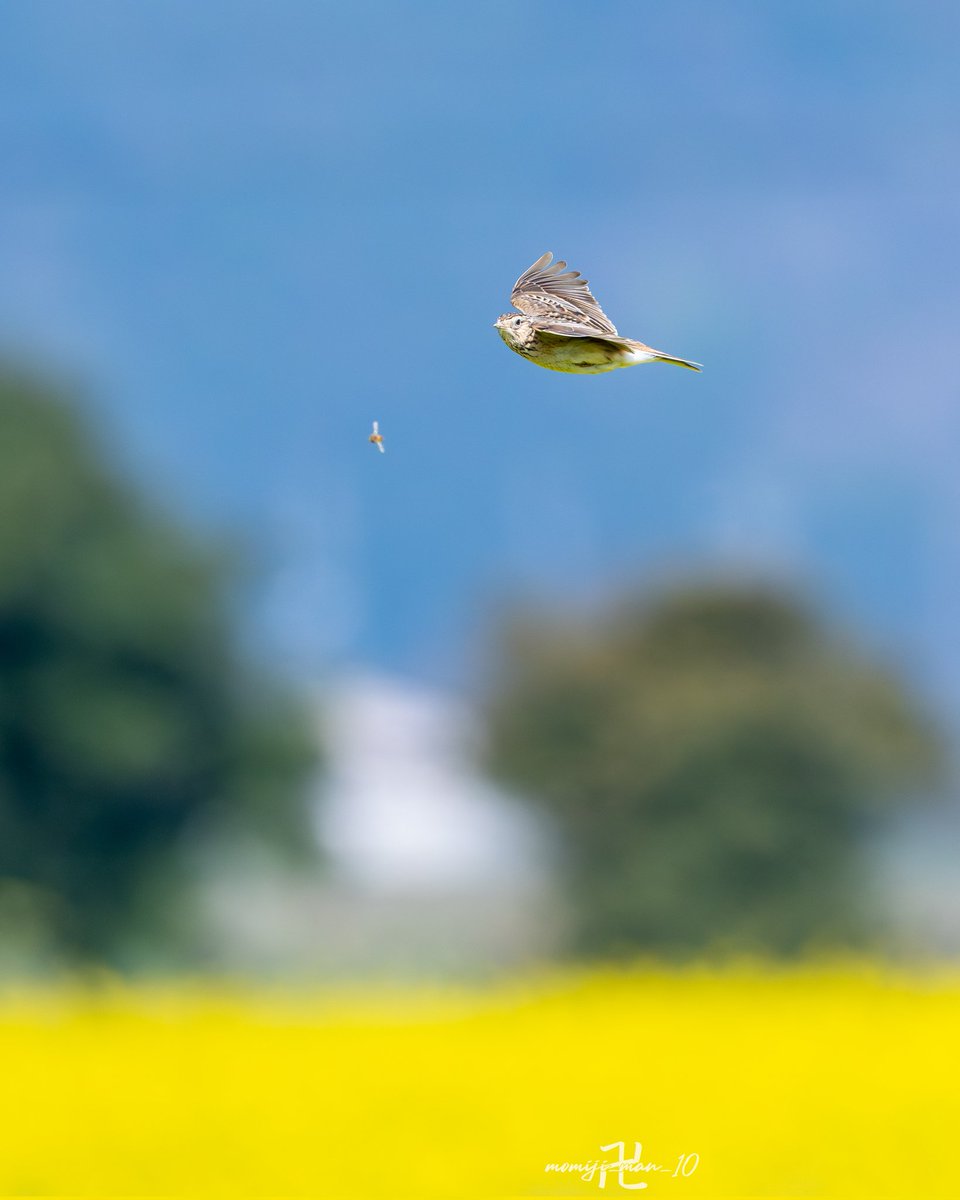 もみじ卍ゅう│𝓶𝓸𝓶𝓲𝓳𝓲_𝓶𝓪𝓷_𝟏𝟎 tweet media