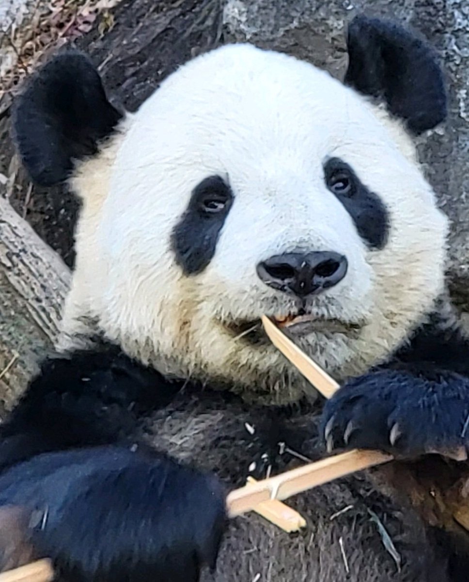 豆大福 tweet media