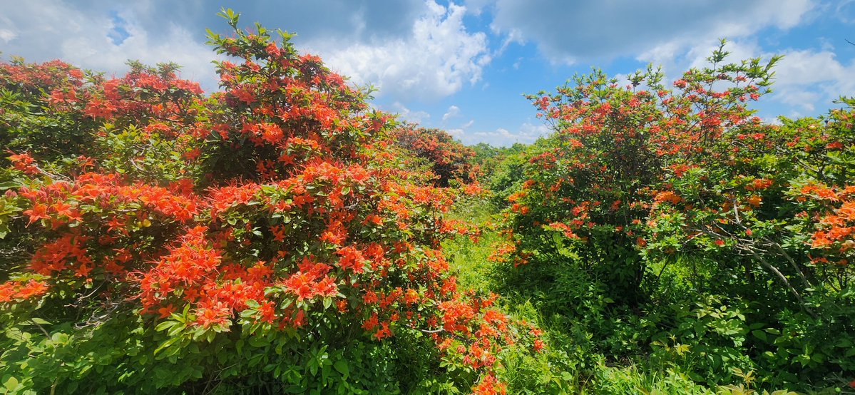 PyroBlue 🎆 tweet media