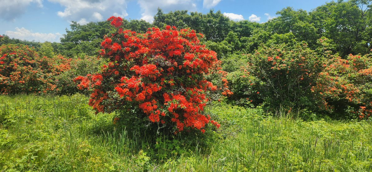 PyroBlue 🎆 tweet media