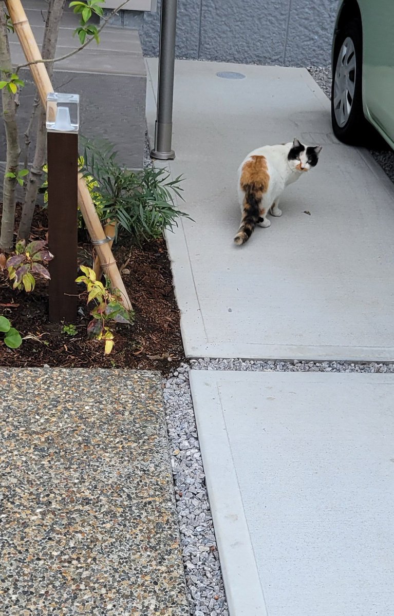 ひろ🐥🐰 tweet media