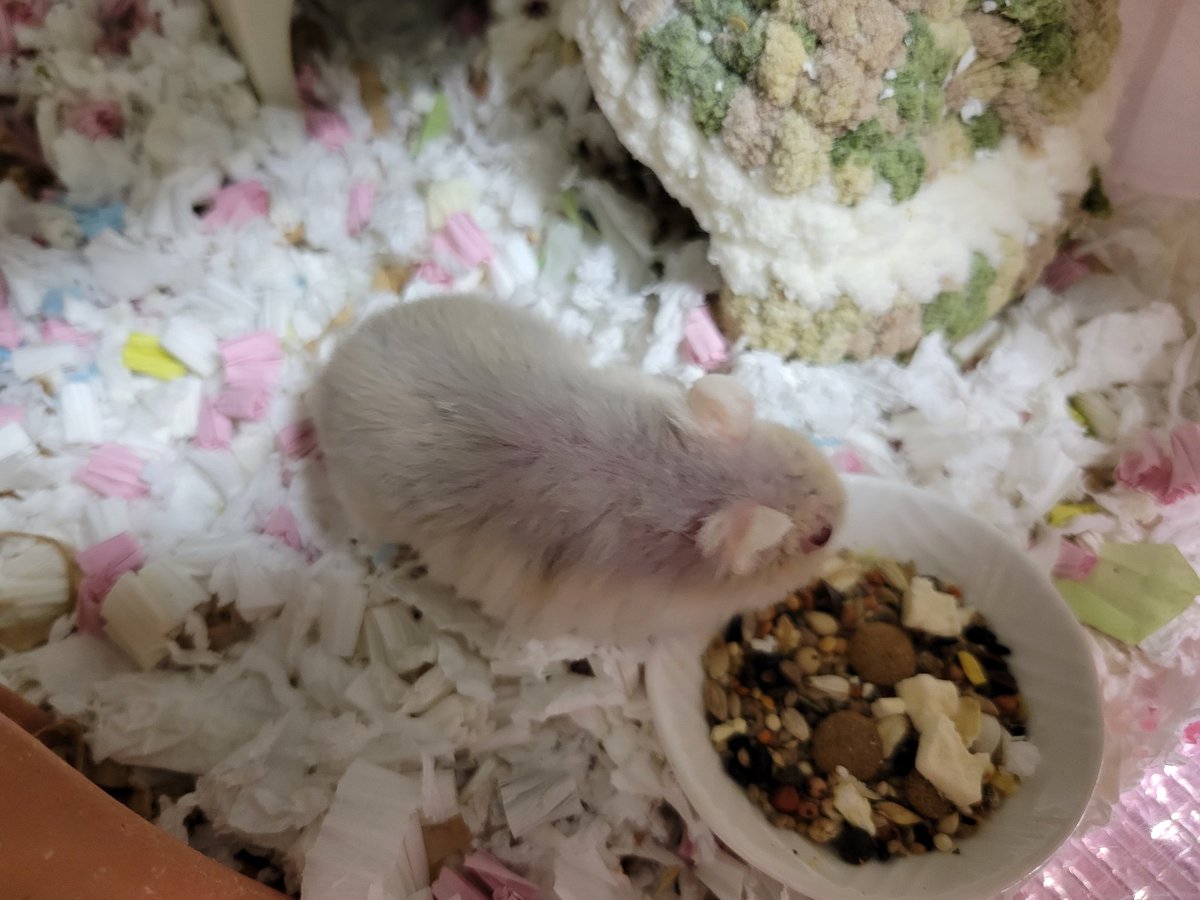 ハム活中こりす tweet media