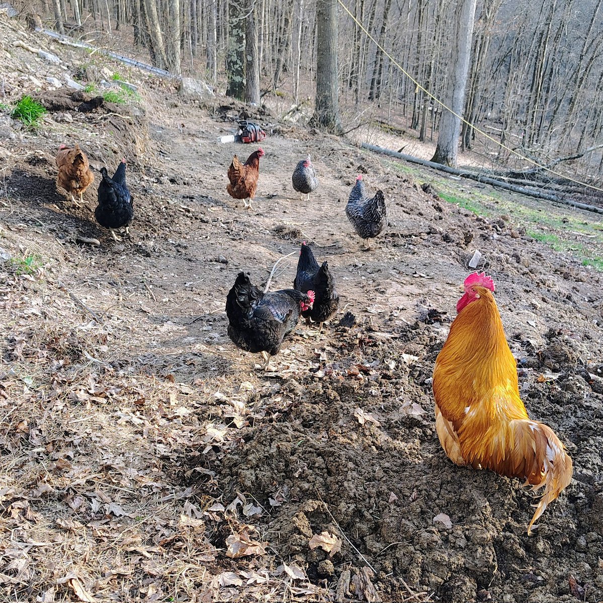 Whale Psychiatrist ™️ tweet media