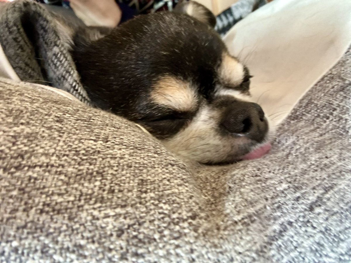 こげ丸＠ラノベ作家『呪いの魔剣』『羊飼いキュッテ』発売中✨ tweet media