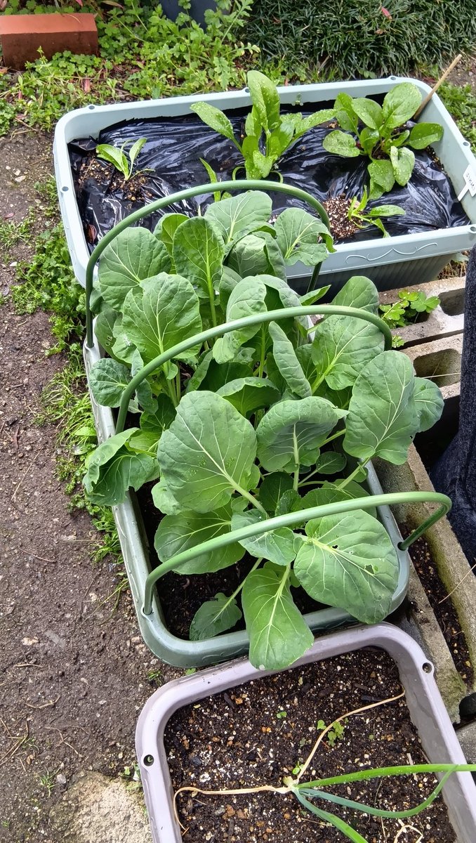 にぬき(SW) tweet media