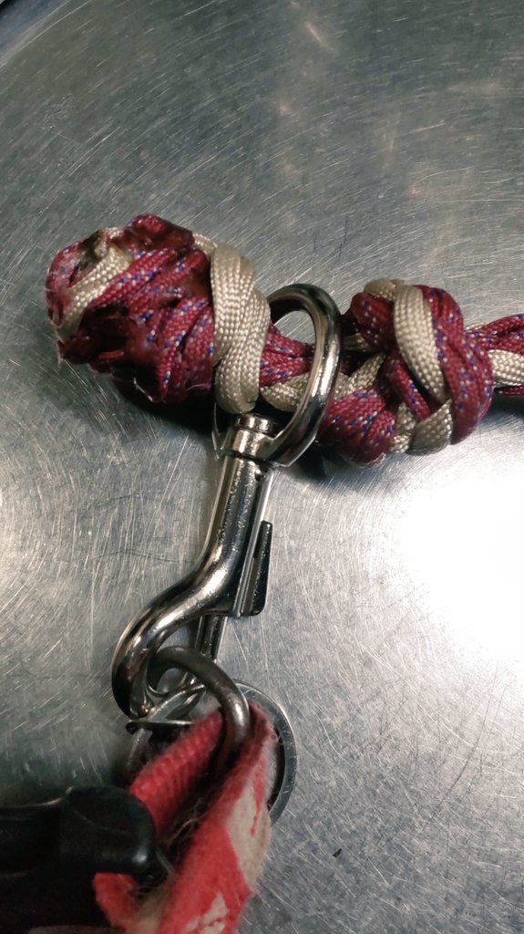 進撃の大型犬 tweet media