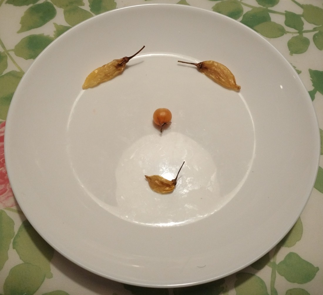 togaciao tweet media