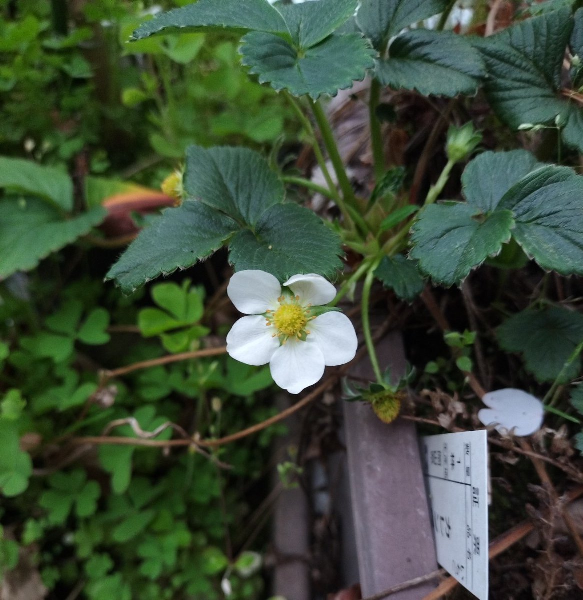 togaciao tweet media