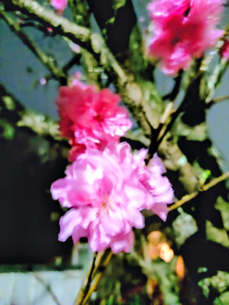 loan wolf cub(マイペース😊) tweet media