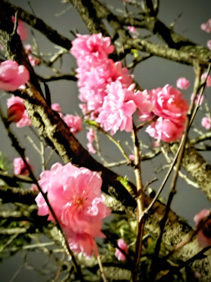 loan wolf cub(マイペース😊) tweet media