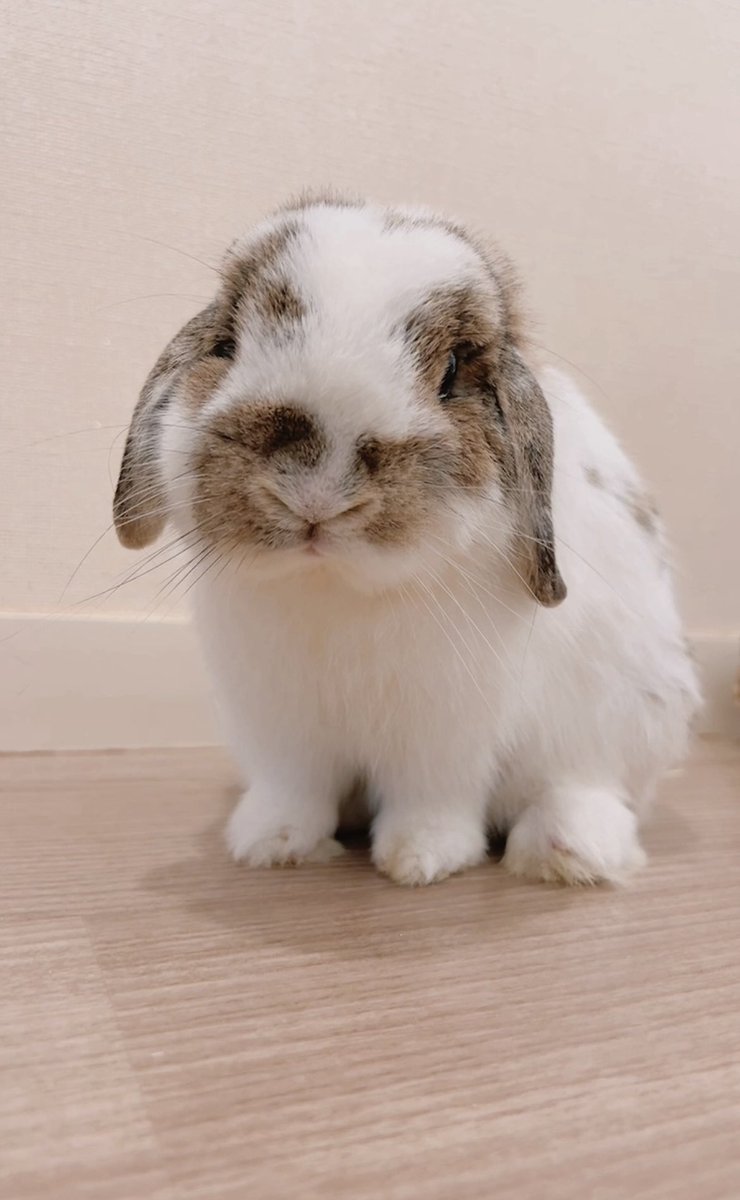 うさぎのうさじ tweet media