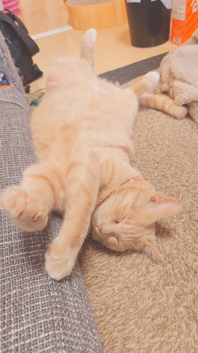 加賀ﾏﾈｼﾞｬ tweet media