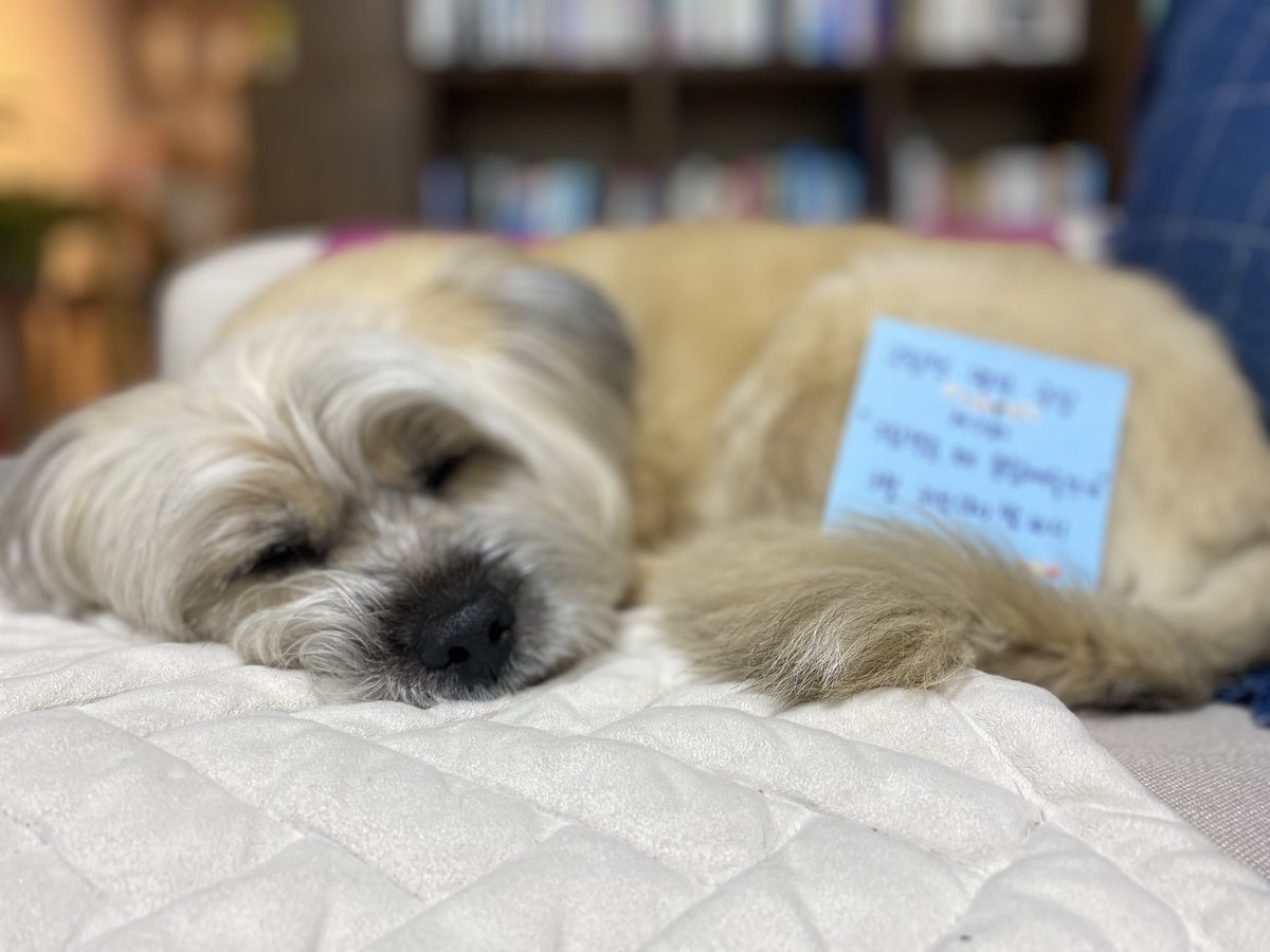 지나가는개🎗 tweet media