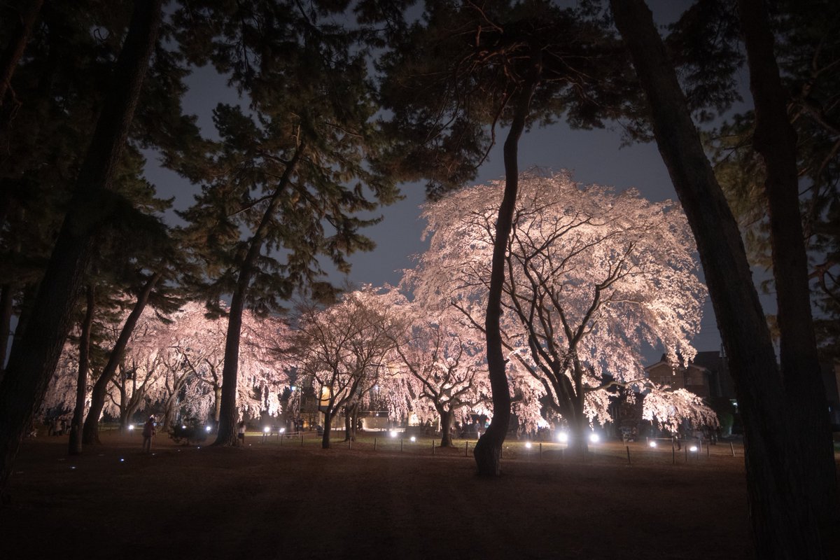 世布古(セプコ)| Photographer tweet media