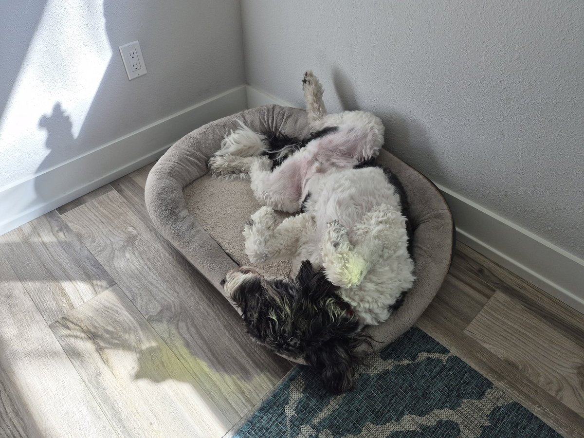 creek_moose's tweet image. Another #MondayMood today 😴