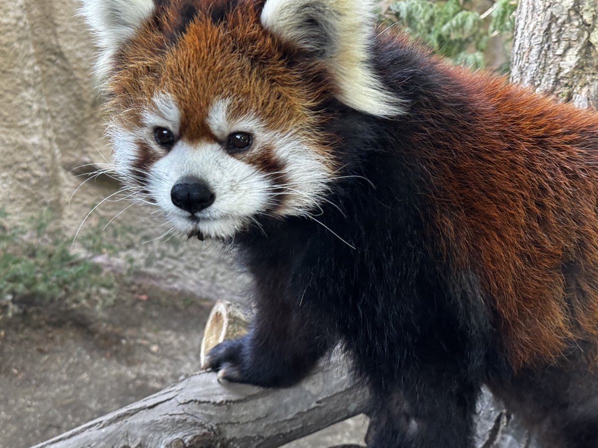 そらまめきなこ tweet media