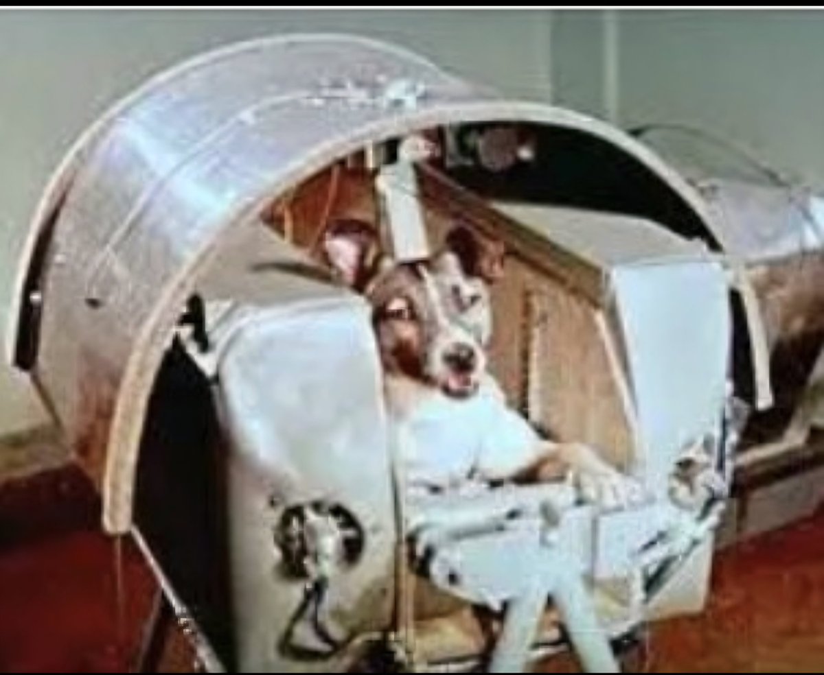 ciencia1M's tweet photo. Ella es Laika, el primer animal en orbitar la Tierra. Fue una perrita callejera rusa, entrenada para estar en lugares confinados, fuertes ruidos, etc. Viajó en el satélite Sputnik 2 en 1957 https://t.co/2rA6aTTNDW